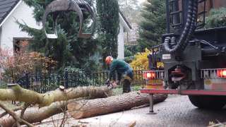 Verwijderen bomen in Eindhoven
